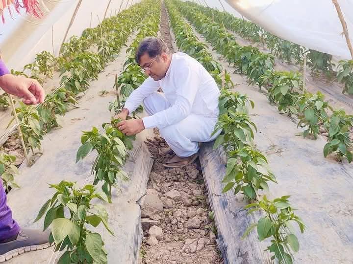 Greenhouse