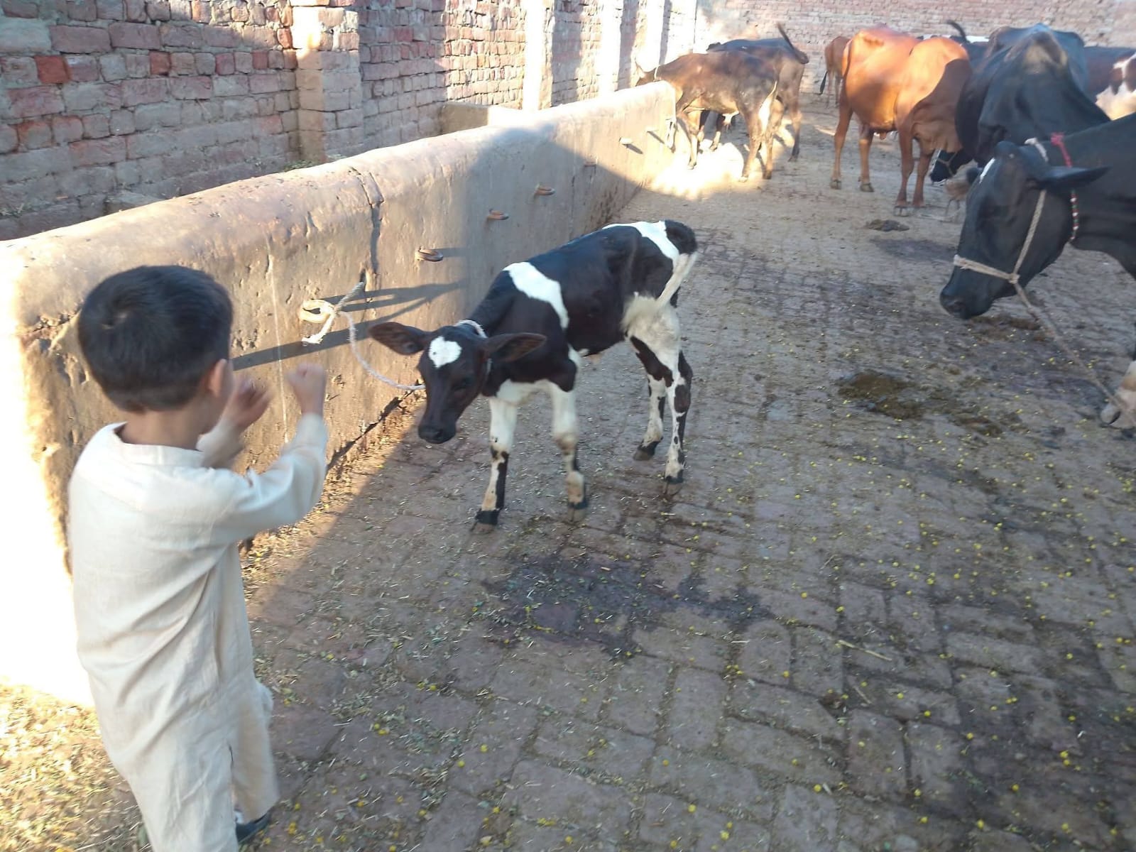 Our farm